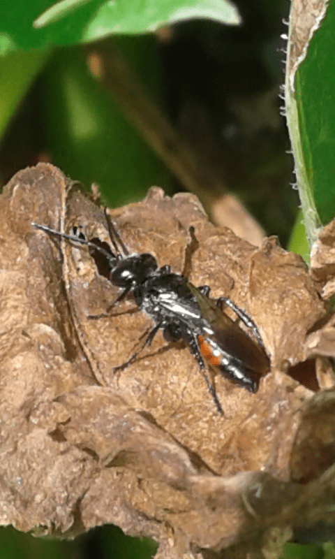Pompilidae. No, Crabronidae, femmina di Astata sp.